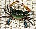Charlotte International 6 inch Maryland Blue Crab Set of 3 Beach Tiki Bar Wall Decor