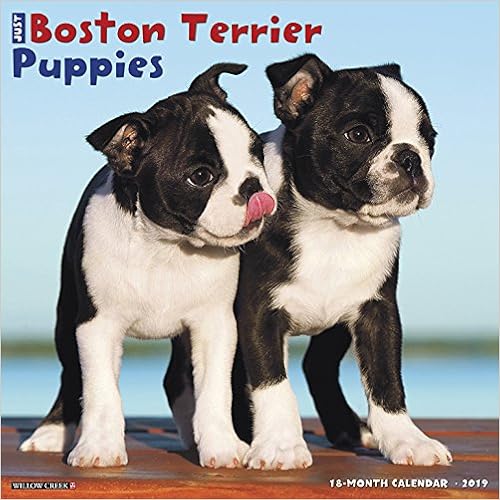 Just Boston Terrier Puppies 2019 Wall Calendar (Dog Breed Calendar), by Willow Creek Press Just Boston Terrier Puppies 2019 Wall Calendar (Dog Breed Calendar), by Willow Creek Press