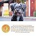 Solid Gold Mighty Mini Small Breed Dog Food - Dry Dog Food for Any Toy Breed - for Gut Health & Sensitive Stomach Support - Digestive Probiotics for Dogs - Grain & Gluten Free Recipe