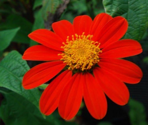 50+ Red Torch Mexican Sunflower Flower Seeds / Annual
