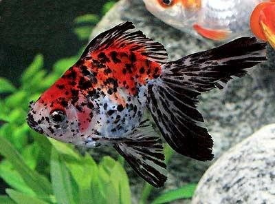Live Goldfish - 8 Lot Assorted 4-5" Calico Fantail Goldfish by Chalily