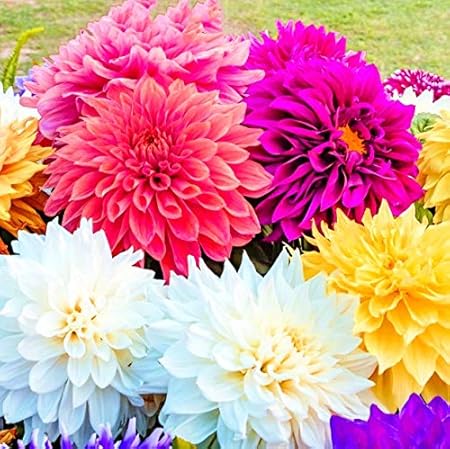 Navya germination Dinnerplate Dahlia Double Beautiful Flower Seeds In Different Colors F1 Hybrid Special Pack For Your Home Plant and Gardening This Seeds Prepared Like Organic
