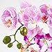 Imiee Artificial Phaleanopsis Arrangement with Vase Decorative Orchid Flower Bonsai (Light Purple)