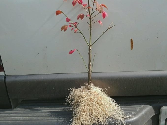 Dwarf Burning Bush (Euonymus alatus) Live Plant - 6-12" Bare Root Hardy Red Shrub for Fall Color and Low Maintenance Landscaping