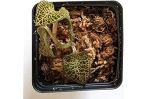 BLOOMIFY Marbled Jewel Orchid, Anoectochilus Roxburghii, Roxburgh's Anoectochilus.