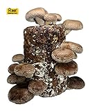 Root Mushroom Farm-Shiitake Mushroom Mini Farm-Starting Right Away