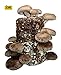 Root Mushroom Farm-Shiitake Mushroom Mini Farm-Starting Right Away