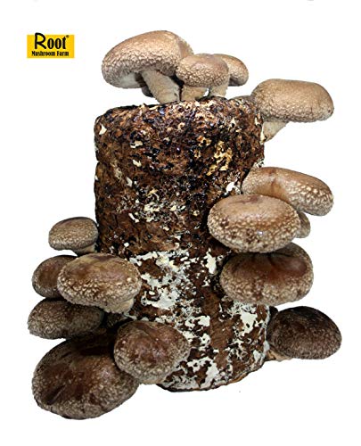 Root Mushroom Farm-Shiitake Mushroom Mini Farm-Starting Right Away