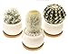 Stylish Ceramic Succulent Planters By EcoPlant - Modern Set Of 3 Mini Flower Pots With Practical Bamboo Draining Tray - Decorative Cactus Planter Pots - Elegant Ceramic Plant Pots For Home Decoration