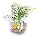 Tfwadmx Wall Fish Bowl, Hanging Wall Mounted, Fish Bubble Wall Mount Aquarium Acrylic Fish Tank, Betta Fish Bowl Plant Pot Flowerpot (White)