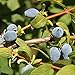Yezberry ® SOLO TM Haskap - 4" pot - Lonicera