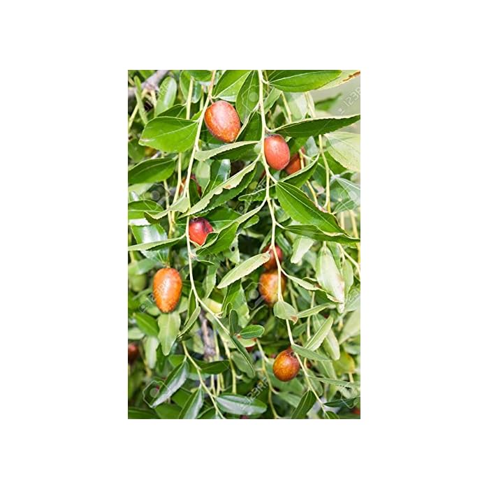 Buy Beautiful Ziziphus Zizyphus Jujuba Chinese Date Rare Tropical