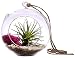 Hinterland Trading Pink Beach Terrarium, 6 Inch