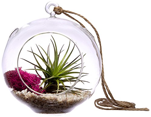 Hinterland Trading Pink Beach Terrarium, 6 Inch Hinterland Trading Pink Beach Terrarium, 6 Inch