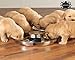 Puppy Bowls for Litter, 2 Puppy Food Bowl, Stainless Steel Puppy Feeding Bowls, Puppy Mush Bowl,11.5'', Food Feeding Puppy Weaning Bowl for Small Medium Large Pets, Puppy Feeder Bowl, Puppy Saucer