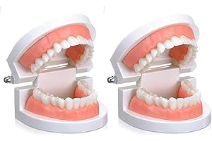 RHUI Dental Teeth Model, 2 Pack Adult Standard Typodont Demonstration Denture Model for Dental Teaching, Study, Clean Display for Kids, Education, Patient, No Wisdom Teeth