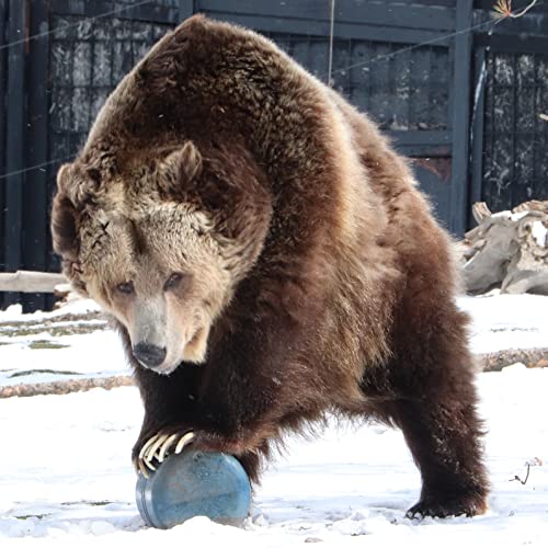 BearVault Bear Canister for Backpacking. 4 Sizes BV500, BV475, BV450, BV425. Bear Resistant