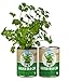Back To The Roots Garden in a Can Grow Organic Cilantro, 2 Count