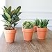 YXMYH 6 Pcs Large Terracotta Pot Clay Pots 5'' Clay Ceramic Pottery Planter Cactus Flower Pots Succulent Pot Drainage Hole- for Indoor/Outdoor Plant Crafts
