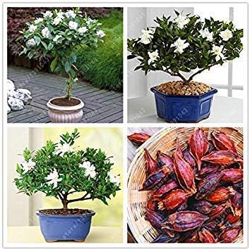550 Semi Di Clivia E Piante Perenni Resistenti – Mix Colorato Per Giardino, Balcone E Aiuole – Fiori Decorativi Per Esterni E Interni