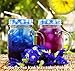 Zi Chun Teas - USDA Organic Butterfly Pea Flower Powder from Thailand, Blue Matcha - Vibrant Blue Color Changing. Ideal for Cocktails, Cooking, Food Coloring - 3.5 Ounces - Concentrated