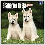 Siberian Husky Puppies 2017 Square
