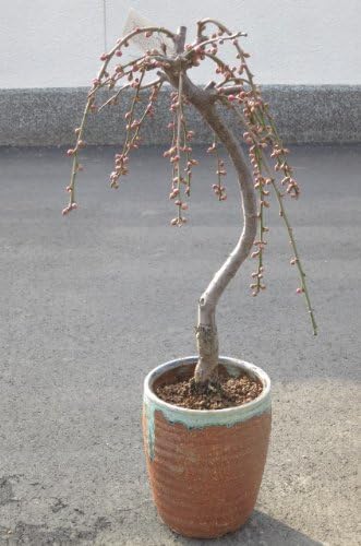 Amazon しだれ梅 自宅で 風流なしだれ梅 の お花と 香りが楽しめます しだれ梅 ピンク 八重咲 観葉植物 オンライン通販