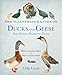 The Illustrated Guide to Ducks and Geese and Other Domestic Fowl: How To Choose Them - How To Keep T by Celia Lewis