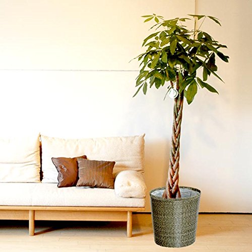 絶対一番安い 大型パキラ 10号 鉢カバーｍ付 5本編みスタンダード品 観葉植物 インテリア B016q0368u 100 の保証 90a3acu P1ai