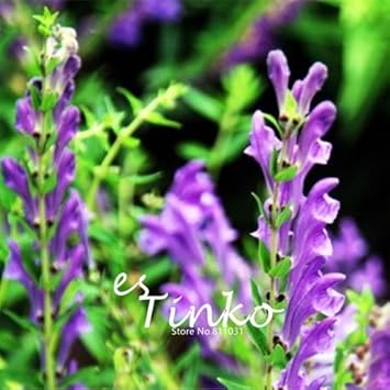 50pcs Baical Skullcap Wurzel Samen Chinesische Medizin Herb Baikal-Helmkraut Georgi Blumensamen Bonsai Pflanze DIY Hausgarten