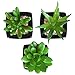 MyGift Set of 3 Modern Home Decor Mini Succulent Artificial Plants with Square Black Ceramic Pots