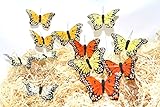 butterfly artificial made of feather (3.25'' flower mix color)