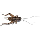 1000 Live Crickets - Medium 1/2" (Banded Cricket)