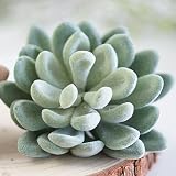 4 Pack Flocked Green Artificial Succulent Cactus Plants Echeveria Unpotted Long Stem For Wreath Making Wedding Bouquet Making 3.33"Wide x 5"Tall