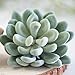 Neomark Tyoungg 4 Pack Flocked Green Artificial Succulent Cactus Plants Echeveria Unpotted Long Stem for Wreath Making Wedding Bouquet Making 3.33”Wide x 5”Tall
