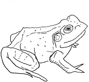 Bull Frogs Croon (and Other Songs)