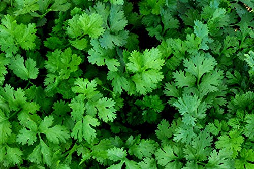 Coriander Seeds Cilantro Chinese Parsley up to 500 Seeds - Thumbnail 2