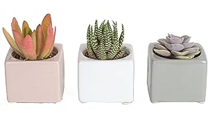 Costa Farms Mini Succulent Live Plants in Cute Pots, Easy to Maintain Indoor Succulents, Houseplants for Home or Office Decor, House Warming or Birthday Gift, 2-3.5 Inches Tall, Pack of 3