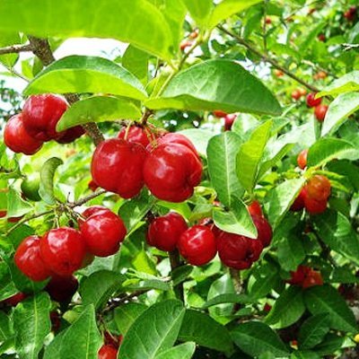 Green Paradise Live Barbadose Cherry Plant Suitable For Bonsai