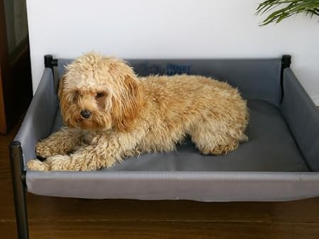henry wag raised dog bed
