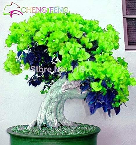 50Pcs Mix Color Bougainvillea Balcony Pot Yard Bonsai Flower Plant Immensely Showy Floriferous Hardy Sementes : Burgundy