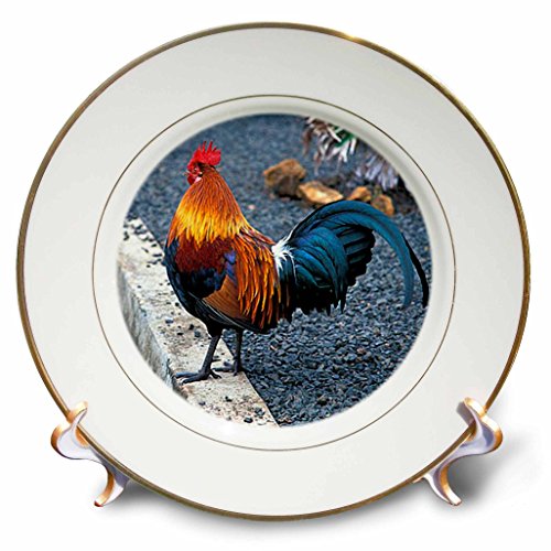 Rooster Decorative Plates. 3dRose cp_61480_1 Beautiful Turquoise, White