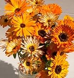 Herb Calendula Flashback Mix D1496A (Multi Color) 150 Organic Seeds by David's Garden Seeds