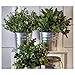 Ikea Artificial Potted Plant, Jade, 9.5 Inch