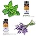 VSADEY Essential Oils Set, Top 6 Aromatherapy Essential Oils for Diffuser, Massage, Skin and Hair Care - Sweet Orange, Lavender, Tea Tree, Peppermint, Lemongrass, Eucalyptus 100% Pure, 6 x 10ml