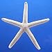Finger Starfish, 2 to 3 Inch - 10 Pack
