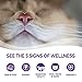 Wellness Complete Health Morsels Adult Wet Cat Food, Natural, Protein-Rich, Grain Free, 3 Ounce , 24 Pack, (Chicken Entrée)