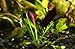 Echinodorus Aflame Amazon Sword Purple Knight Potted Live Aquarium Plants Decorations Aquatic by Mainam