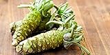 100pcs Wasabi Seeds Japanese Horseradish Seed Vegetable Seeds Bonsai Plant DIY Home Garden Plants
