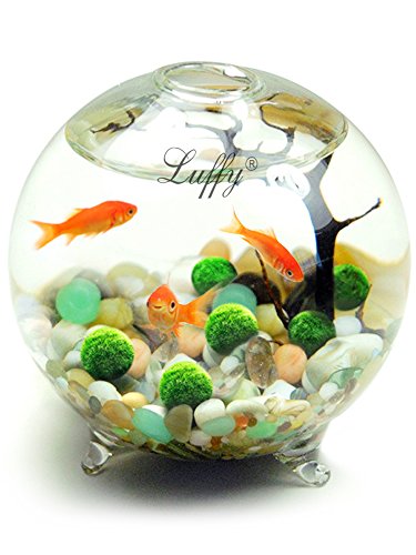 Luffy 6 Nano Moss Balls - 0.6" Marimo for Community Fish Tanks - Absorbs Nitrates & Provides Oxygen in Aquarium: Needs Minimal Care: Perfect for Neon, Tetra, Guppies, Playts & Molly - Thumbnail 4